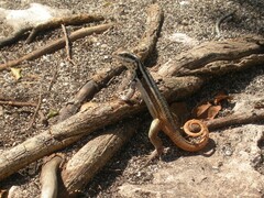 Leiocephalus lunatus