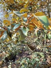 Chrysolepis chrysophylla