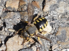 Anthidium florentinum