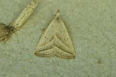 Macrochilo absorptalis