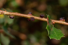 Disholcaspis mellifica
