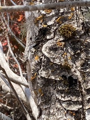 Teloschistaceae