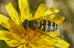 Syrphus torvus
