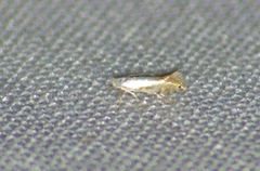 Phyllonorycter argentifimbriella