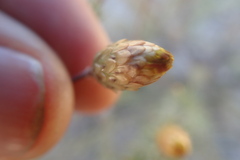 Leysera gnaphalodes