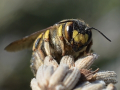 Anthidium florentinum