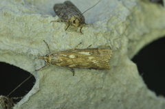 Occidentalia comptulatalis