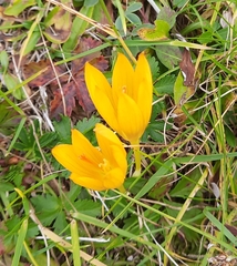 Crocus scharojanii