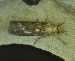 Occidentalia comptulatalis