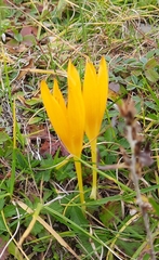 Crocus scharojanii