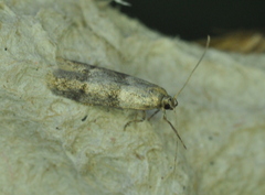 Pigritia