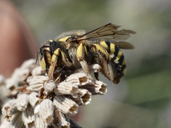 Anthidium florentinum
