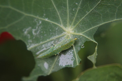 Leptophobia