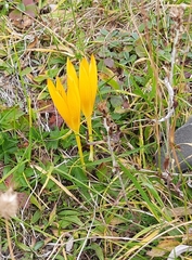 Crocus scharojanii