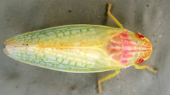 Gyponana octolineata