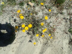 Leysera gnaphalodes