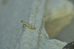 Caloptilia