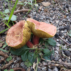 Hortiboletus