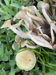 Desarmillaria tabescens