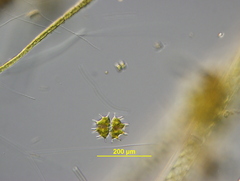 Desmidiaceae