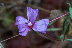 Clarkia