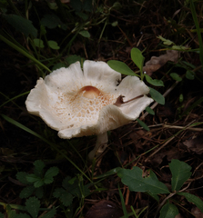 Lepiota cristata