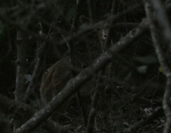 Tragelaphus sylvaticus