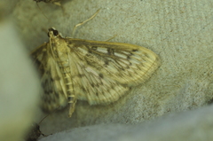 Herpetogramma thestealis