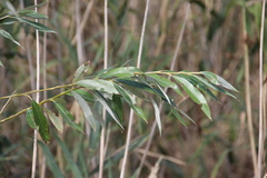 Salix excelsa