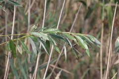 Salix excelsa