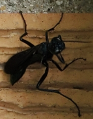 Chalybion californicum