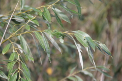 Salix excelsa