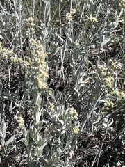 Artemisia cana