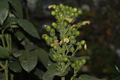Nicotiana rustica