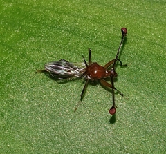 Diopsidae