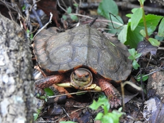 Rhinoclemmys pulcherrima rogerbarbouri