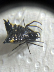 Micrathena triangularis