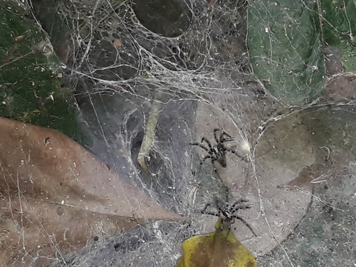 Agelena consociata