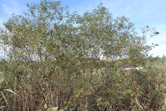 Salix triandra