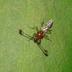 Diopsidae