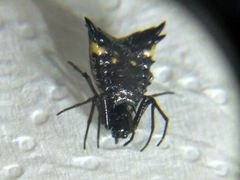 Micrathena triangularis