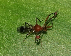 Diopsidae