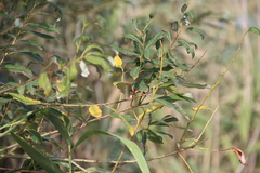 Salix triandra