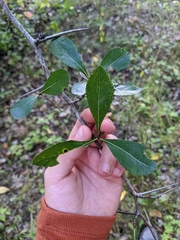 Crataegus punctata