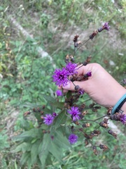 Vernonia noveboracensis