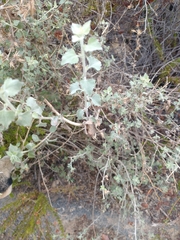 Brickellia californica