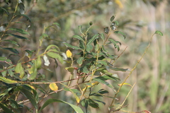 Salix triandra