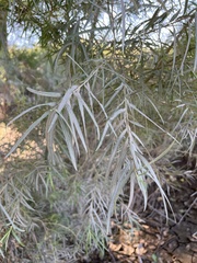 Salix exigua
