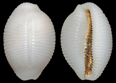 Trivirostra oryza