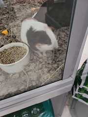 Cavia porcellus